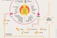 How plastic gets into our system