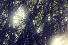 An image of the intersections formed by the bamboo 