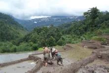 Paddy below Gangtok