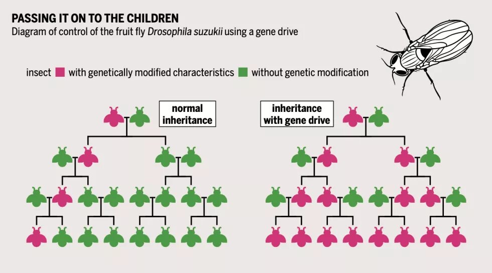 Gene drive