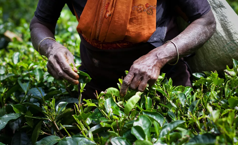 Sri Lanka article