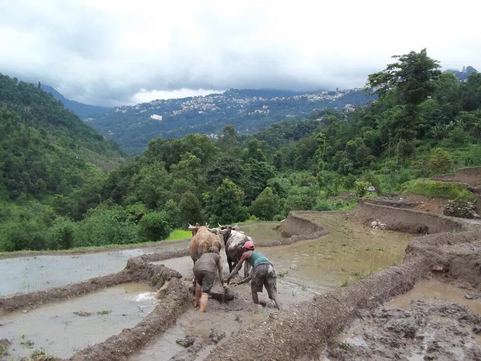 Paddy below Gangtok