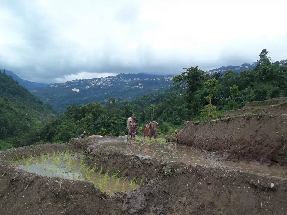 Paddy fields below Gangtok